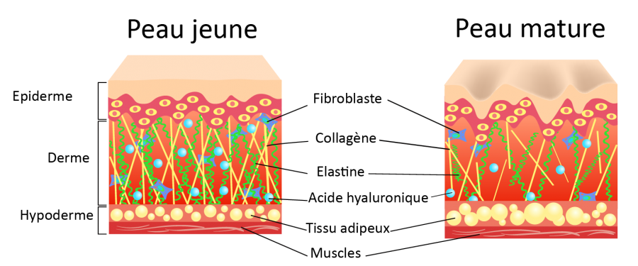 peau acide hyaluronique collagène hydratation rides