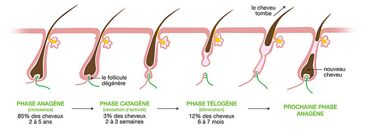 cycle de vie cheveu cheveux pousse chute